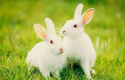 五行看命 哪种五行属兔的命最好?